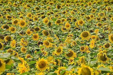 F5联合发布会：《戴森球计划》销量已经突破150万份